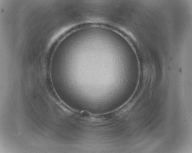 X0000081371311200701252004