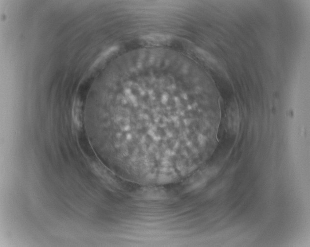 X0000081371346200701252004