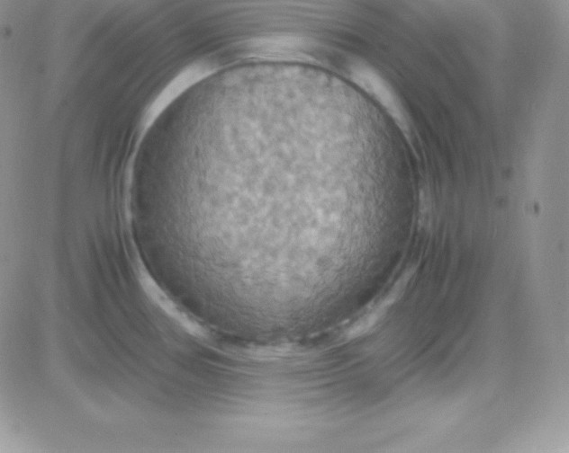 X0000081371386200701252003