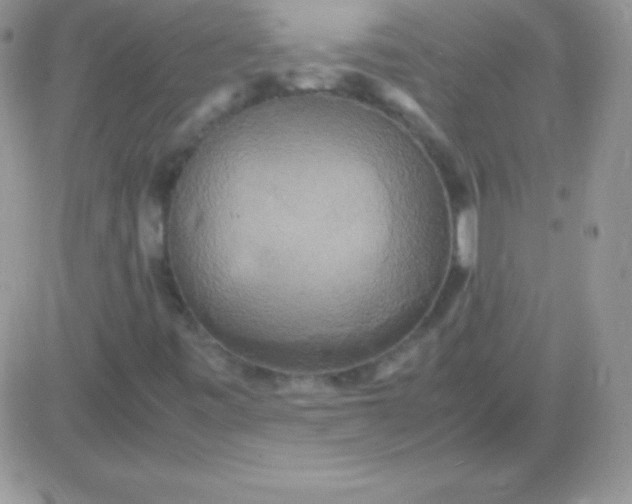 X0000081371443200701252002