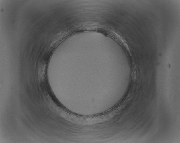 X0000081370018200702020216