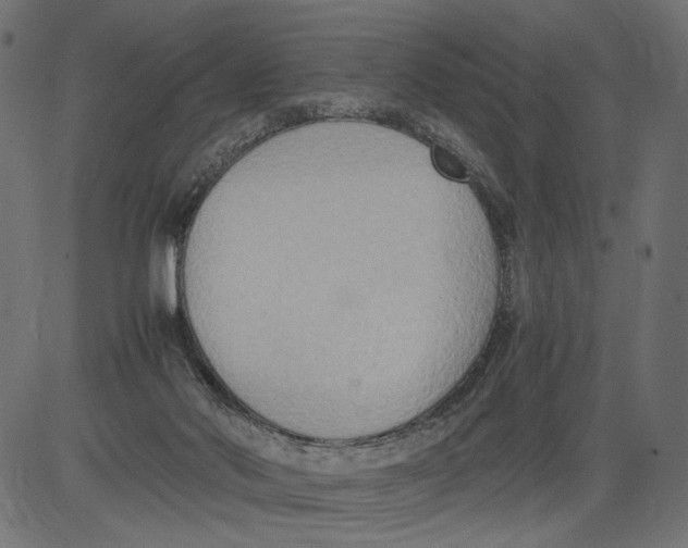 X0000081370022200702020216