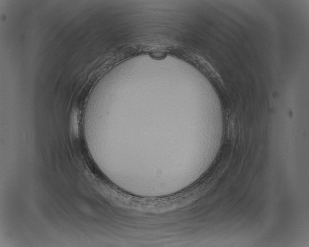 X0000081370026200702020216