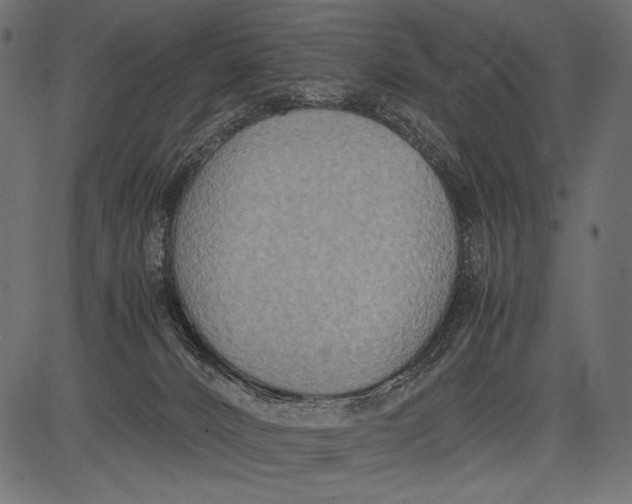 X0000081370032200702020216