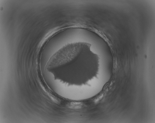 X0000081370055200702020215