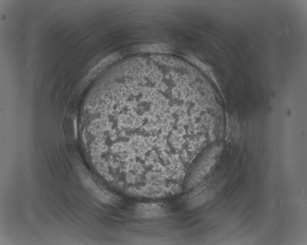 X0000081370061200702020215