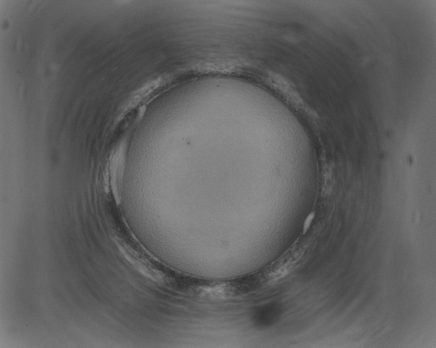 X0000081370068200702020215