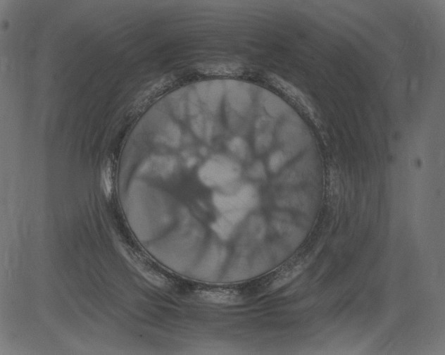 X0000081370069200702020215