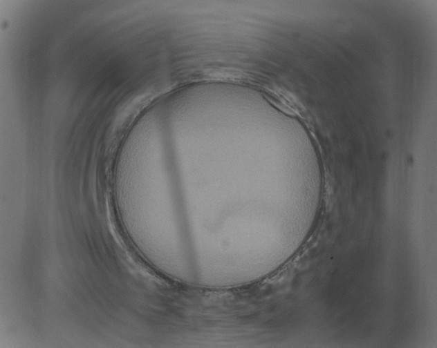 X0000081370097200702020215