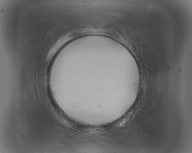 X0000081370103200702020215