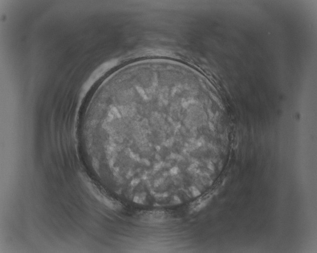 X0000081370104200702020215