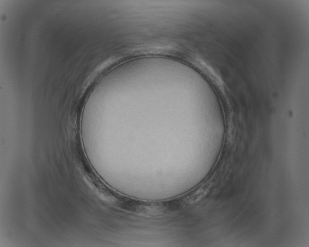 X0000081370107200702020215