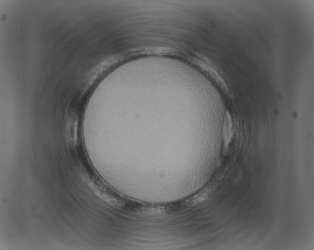 X0000081370110200702020215