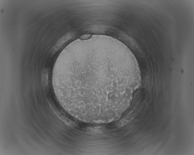 X0000081370120200702020215