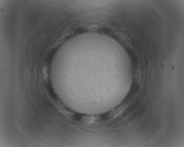 X0000081370131200702020215