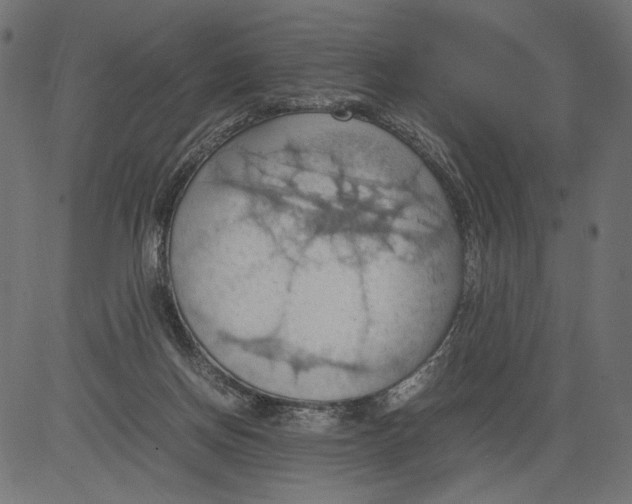 X0000081370166200702020214