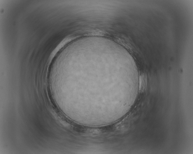 X0000081370195200702020214