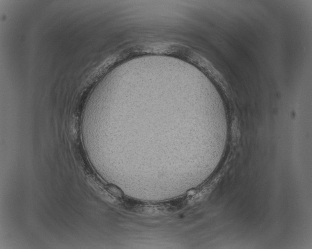 X0000081370305200702020212