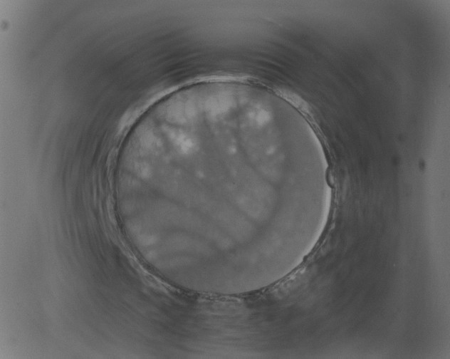 X0000081370337200702020210