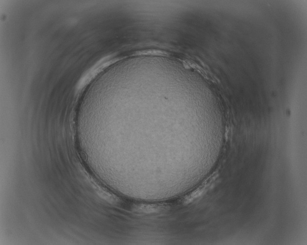 X0000081370341200702020211