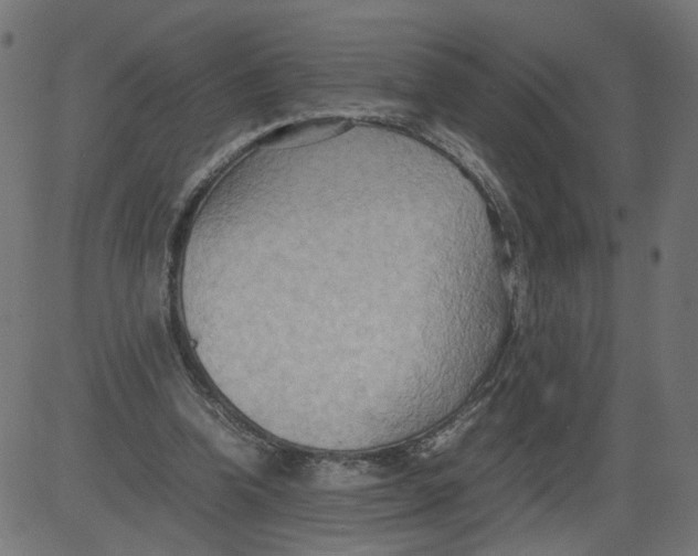 X0000081370346200702020211