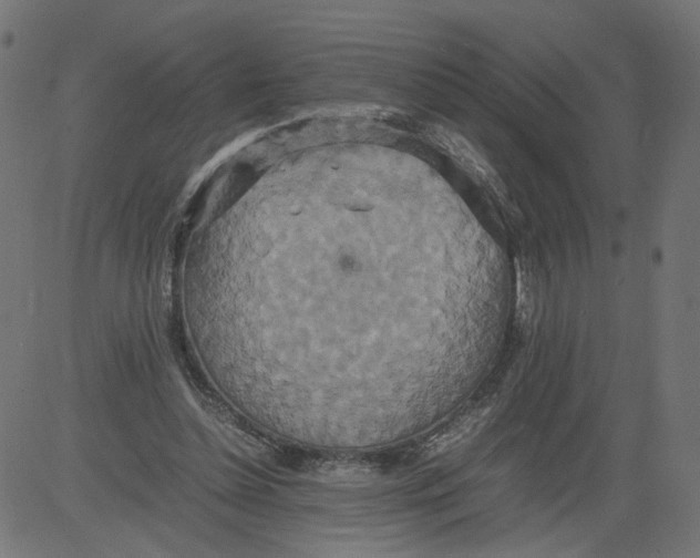 X0000081370348200702020211