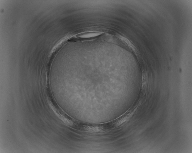 X0000081370349200702020211