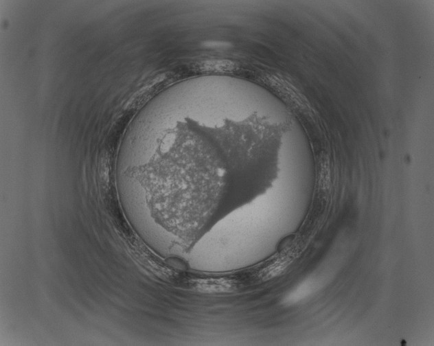 X0000081370363200702020211