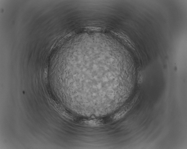 X0000081370365200702020211