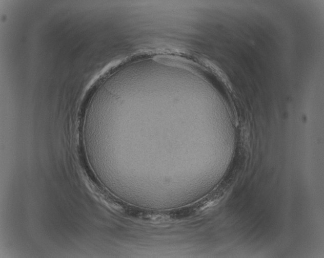 X0000081370395200702020210