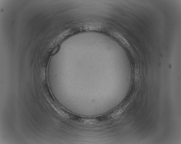 X0000081370401200702020210