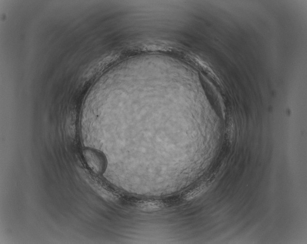 X0000081370402200702020210