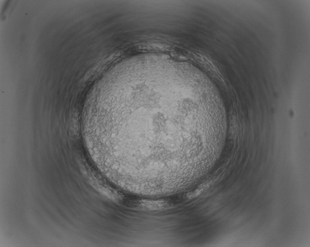 X0000081370457200702020209