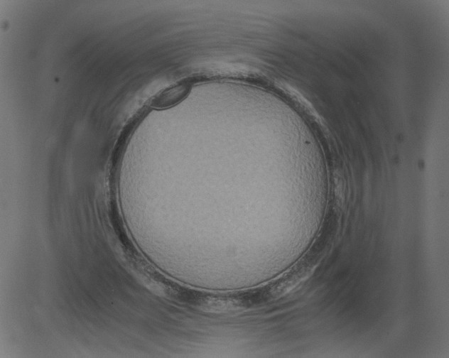 X0000081370487200702020209