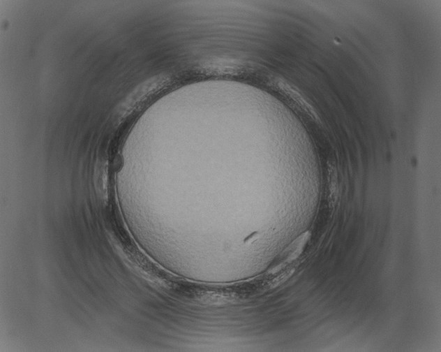 X0000081370494200702020209