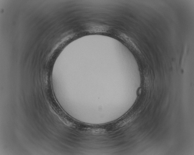 X0000081370539200702020207