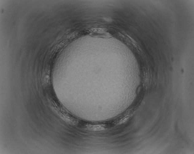 X0000081370553200702020208