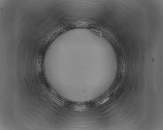 X0000081370604200702020207