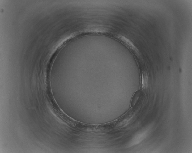 X0000081370627200702020206