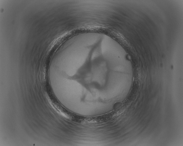 X0000081370640200702020206