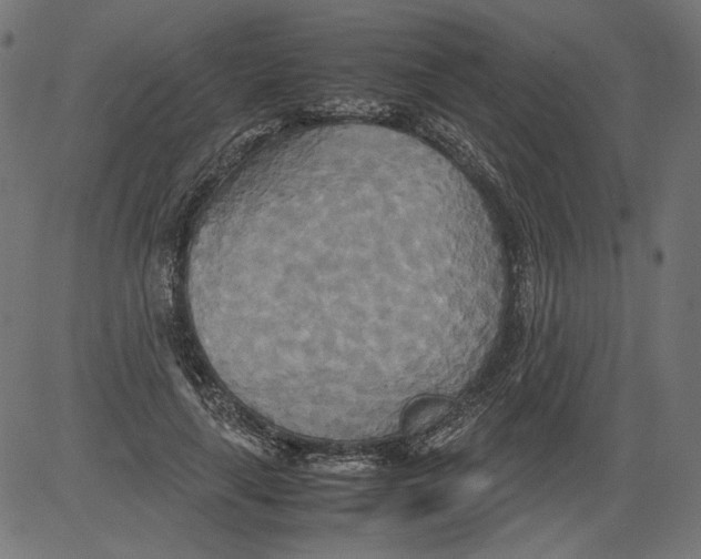 X0000081370643200702020206