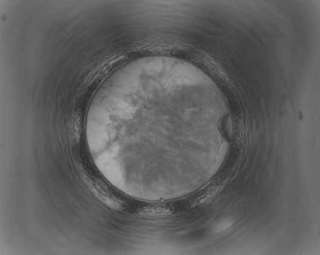 X0000081370644200702020206