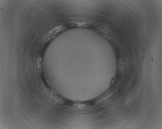 X0000081370650200702020206