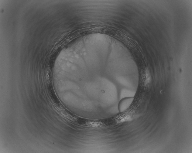 X0000081370654200702020206