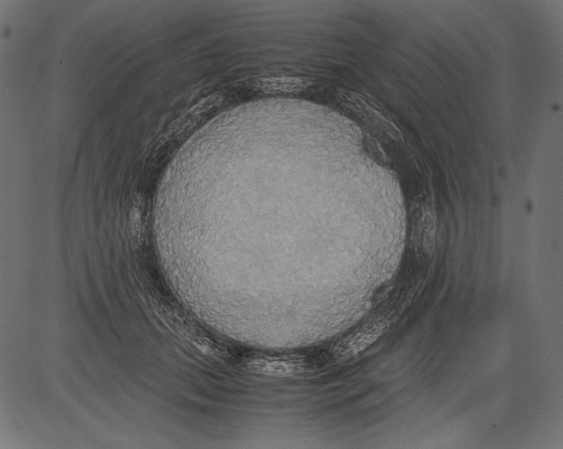 X0000081370655200702020206