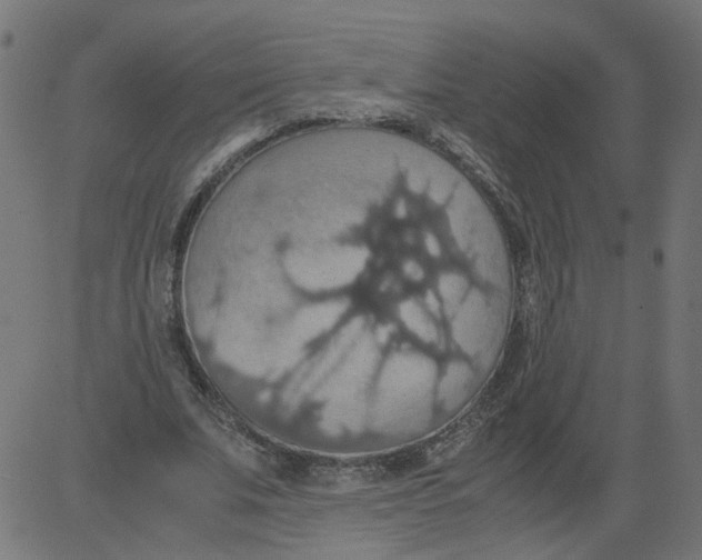 X0000081370679200702020206