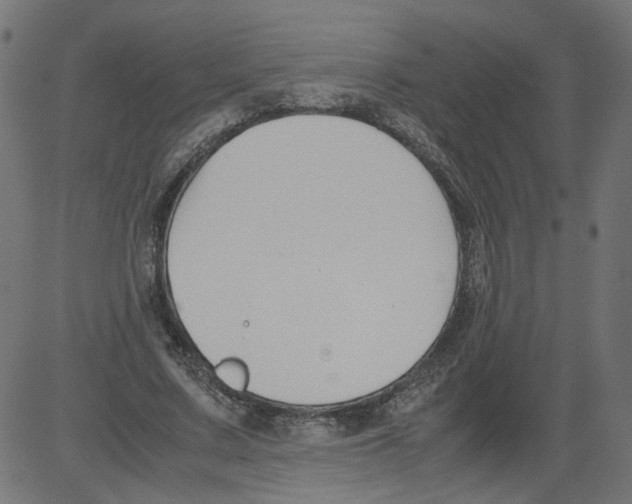 X0000081370683200702020206