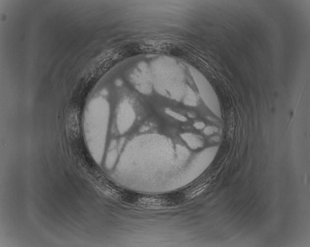 X0000081370699200702020205