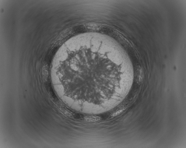 X0000081370707200702020205