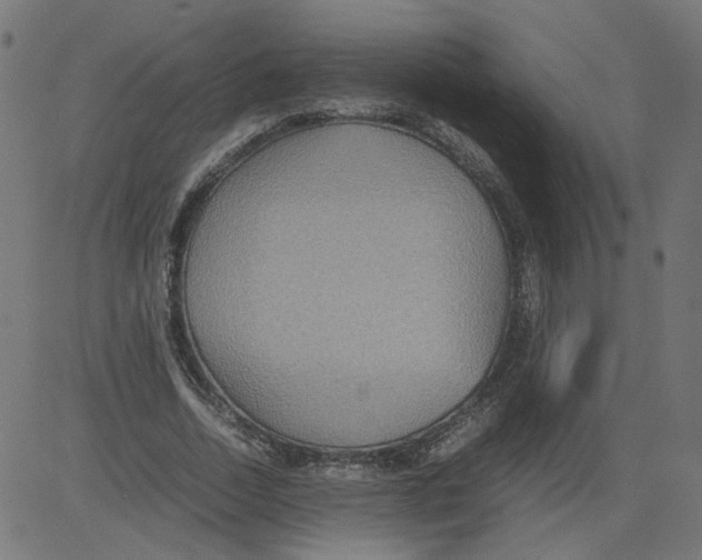 X0000081370730200702020204